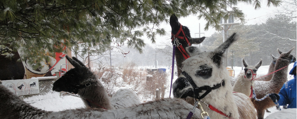 llamas in high park