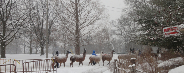 llamas in high park