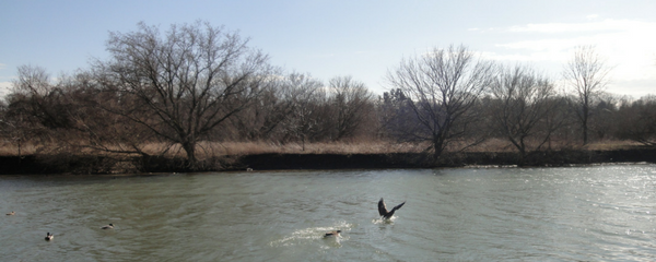 geese in the Desjardins canal dundas