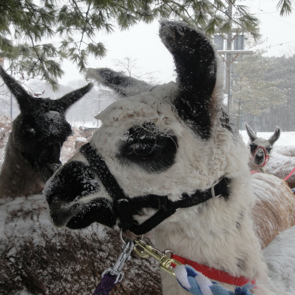 llamas in high park