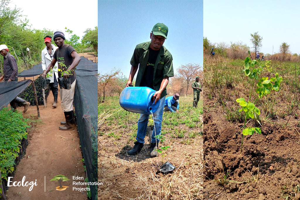 Ecologi Mozambique Tree Planting Retro Spectacle Sustainable Eyewear