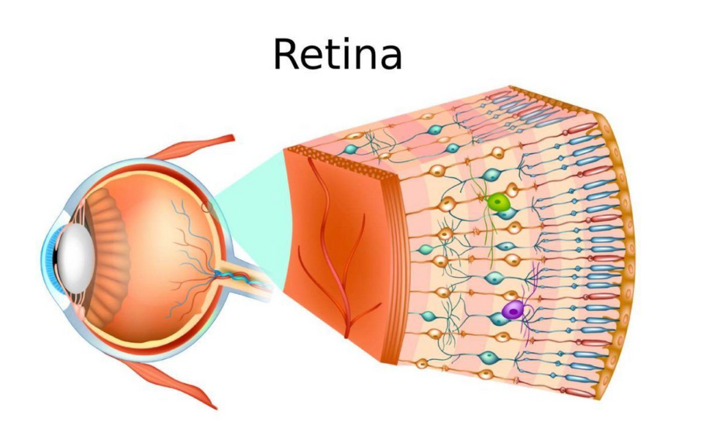 Retro Spectacle Retina Blue Light Lenses