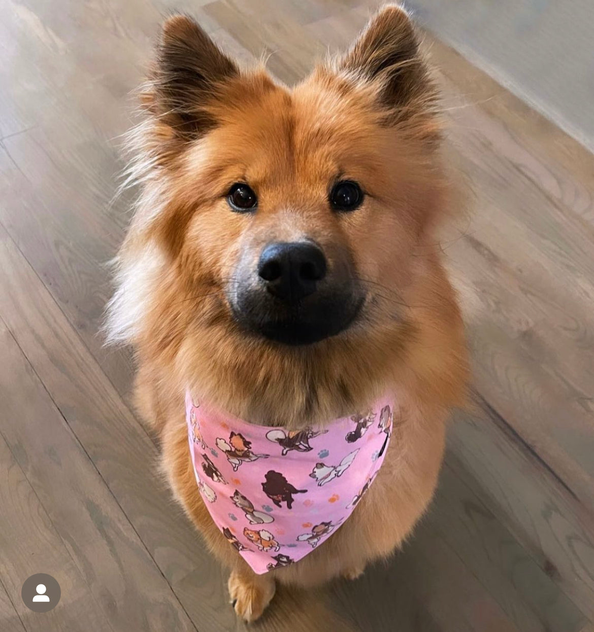 Eurasier in Pink dog bandana – Lora Design
