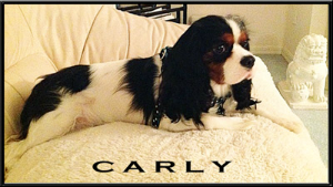 Carly - Testimonial at Dogs For The Earth