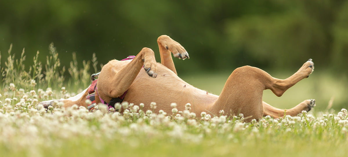 A dog on its back in a field of flowers, as if scratching itself.