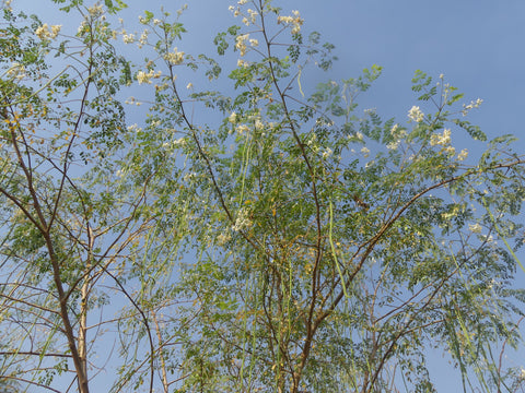 true moringa tree - never die!