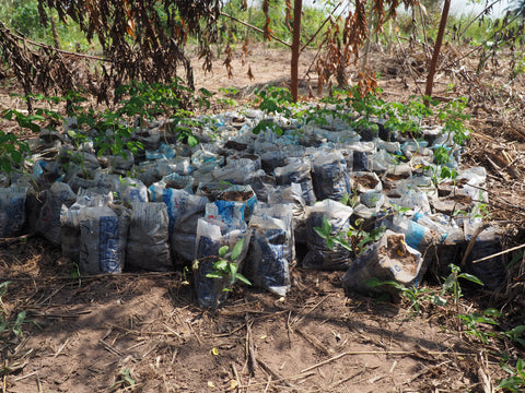 moringa nursery 