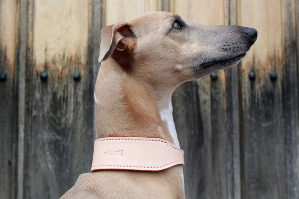 Buddha Salvaje Italian Greyhound Collar