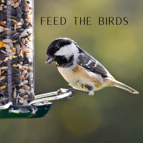 bird on bird feeder