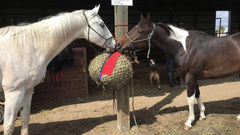 Brittany & Shannons horses