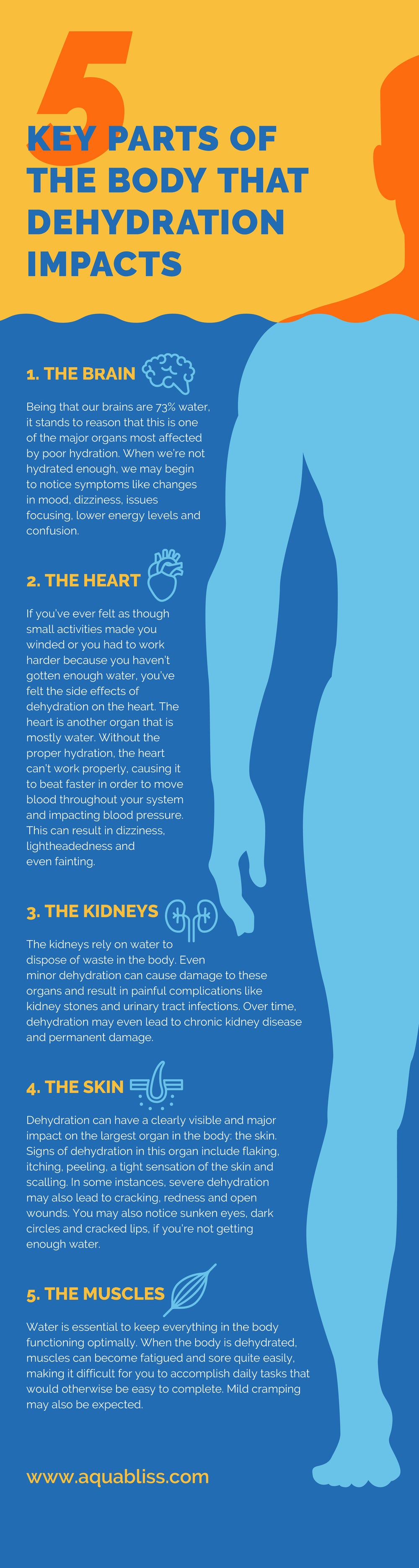 Key Parts of the Body That – AquaBliss