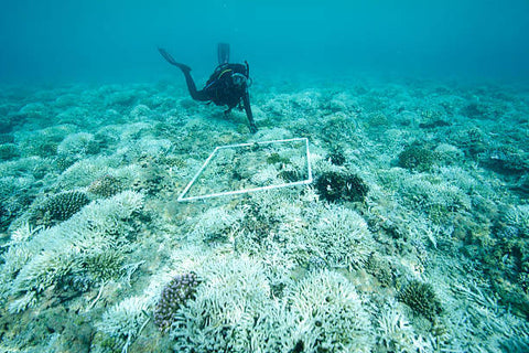 Coral Bleaching