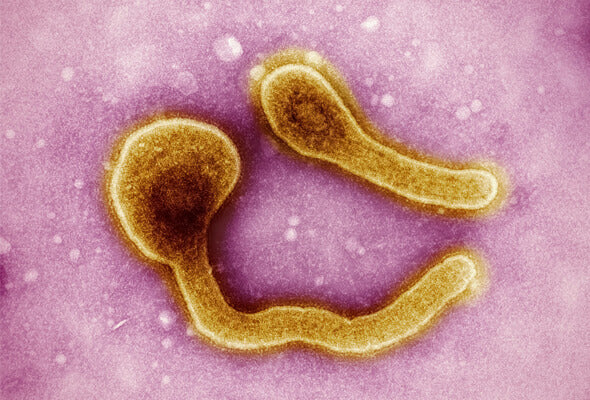 Cholera