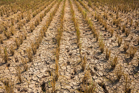 dry farm land