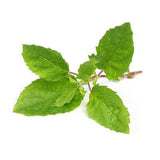 Tulsi (Holy Basil)