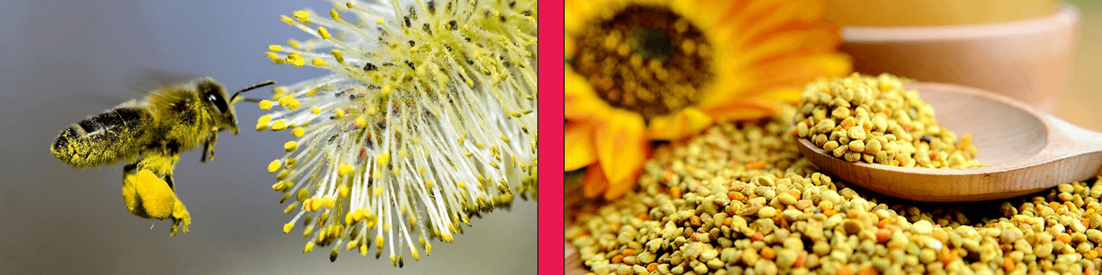 benefits of bee pollen