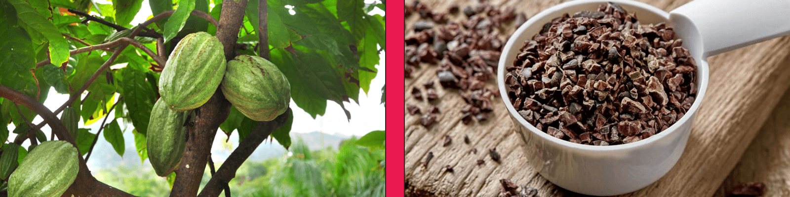 benefits of cacao powder and cocoa nibs