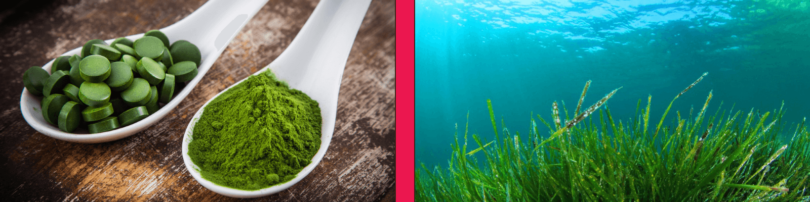 Difference between spirulina and chlorella