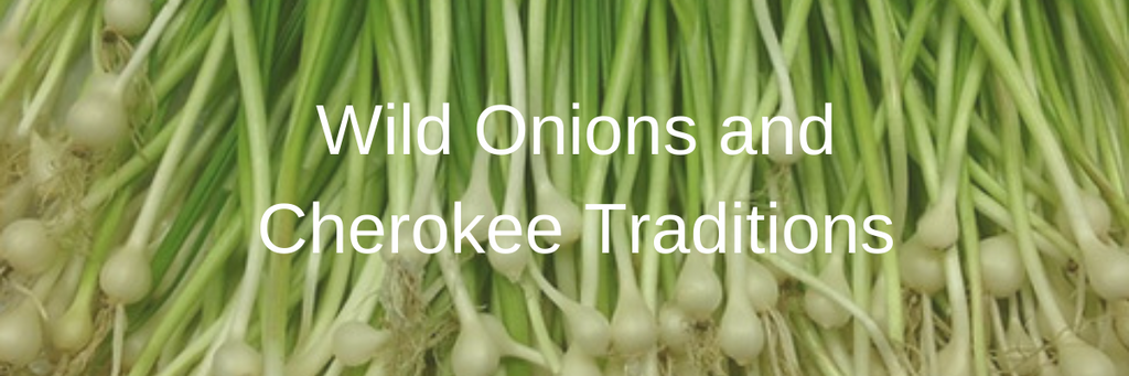 Wild Onions and Cherokee Traditiosn