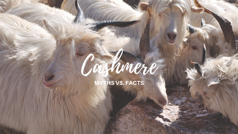Cashmere Myths vs. Facts
