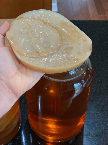 Scoby for making kombucha at home