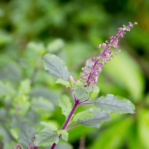 What is Holy Basil? An indigenous plant to India and Southeast Asia used in traditional Chinese and Ayurvedic medicine.