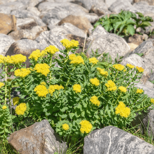 What is Rhodiola good for and how can you recognize this powerful herb?