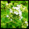 Marjoram Plant with Flowers