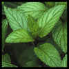 Recharge massage lotion features peppermint essential oil.