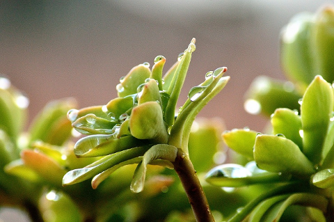 Soaking your succulent, but allowing its roots to dry out quickly is the best way you can water it