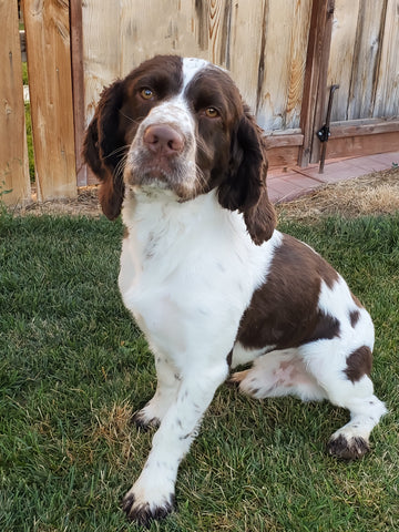 sam-springer-spaniel