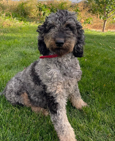 marnie-poodle