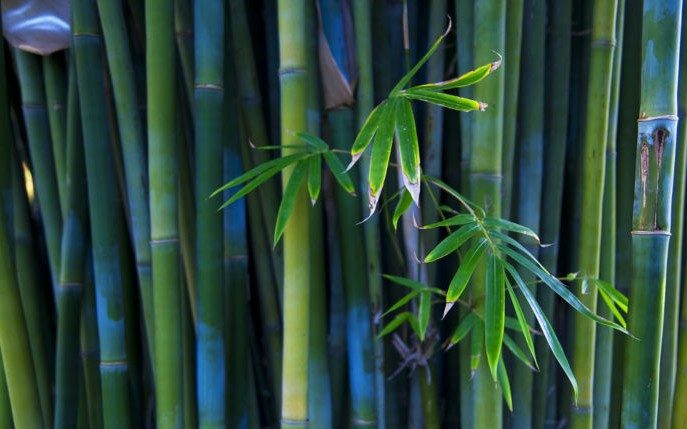 Bamboo 50 Seeds Dendrocalamus Strictus Iron Bamboo Plant Seeds Devshoppe 7946