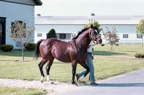 Northern Dancer