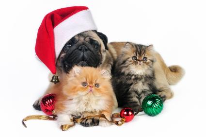 christmas-food-dogs-cats-cannot-eat