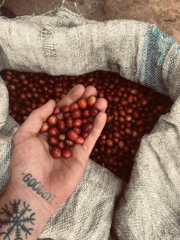 Coffee cherry. How washed coffee and natural coffee taste different.