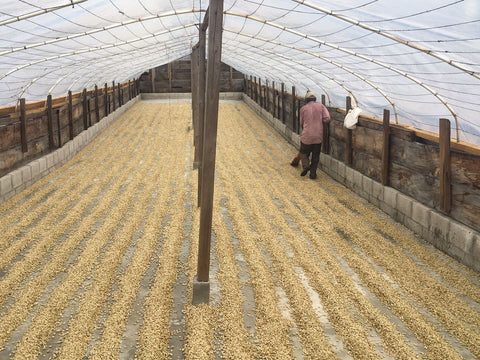 Elizabeth Ortega / Guatemala drying her coffee as part of the “washed” process.