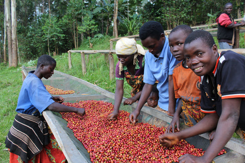 Farmers sorting coffee cherries in Burundi.