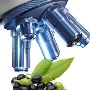 Laurel Berries Microscope