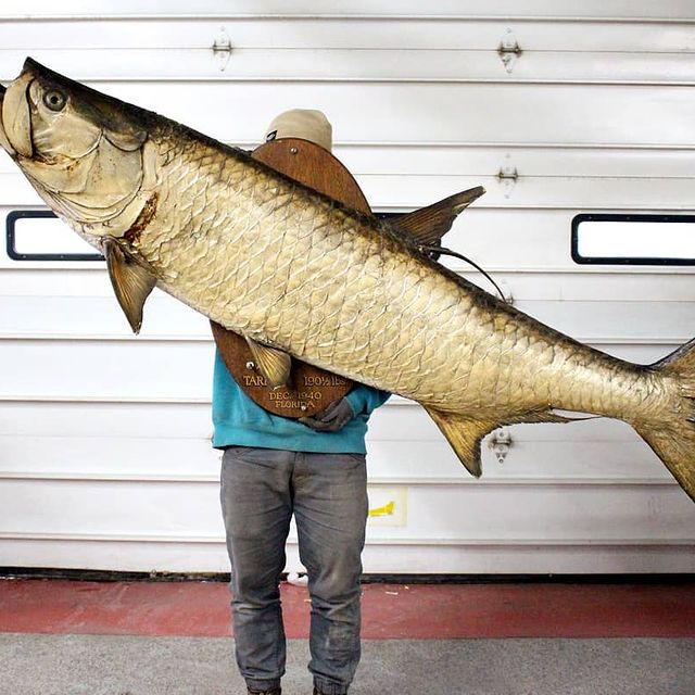 Tarpon Wall Mount