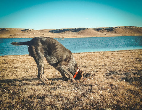 wirehair pointer