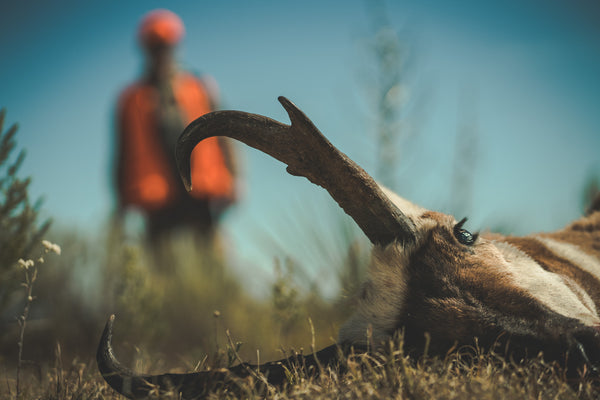 hunting antelope in colorado