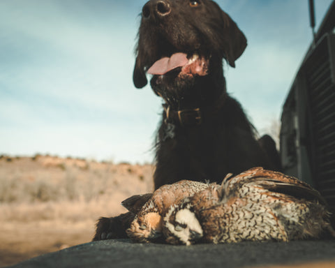 upland hunting bobwhite quail