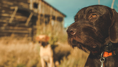 pudelpointer and labrador retriever