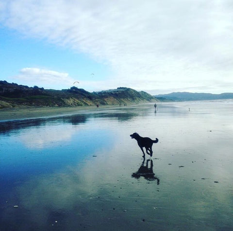 dog friendly trail fort funston