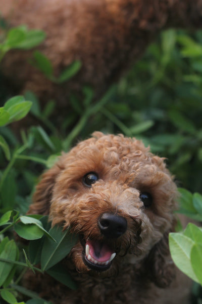 Dog near Japanese Knotweed plant