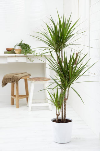 Corn Plant/Dragon Tree (Saponins)