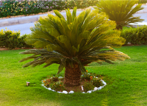 Sago Palm (Cyasin)