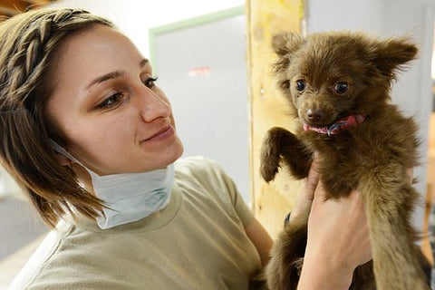 vet with dog