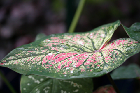 Araceae Plant Family (Insoluble Calcium Oxalates)